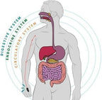 Sugar Control Acupressure Point Clip